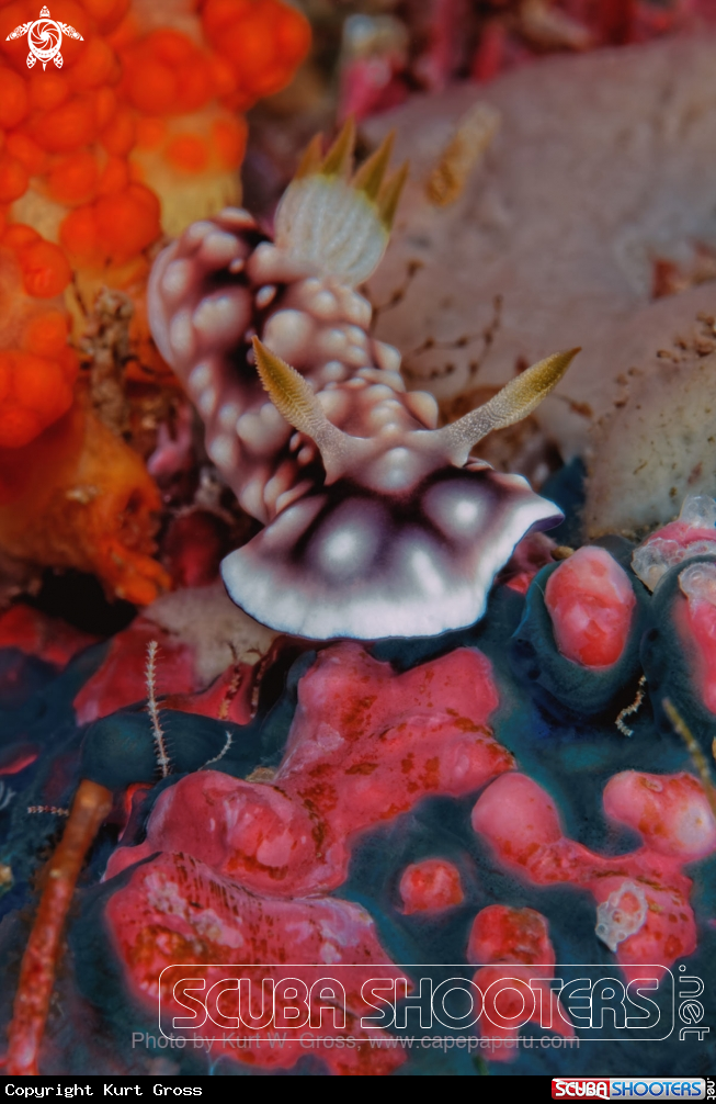 A Pearl Nudi