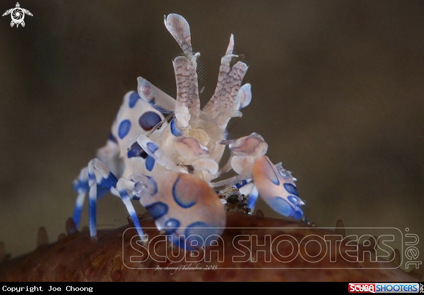 A Harlequin shrimp