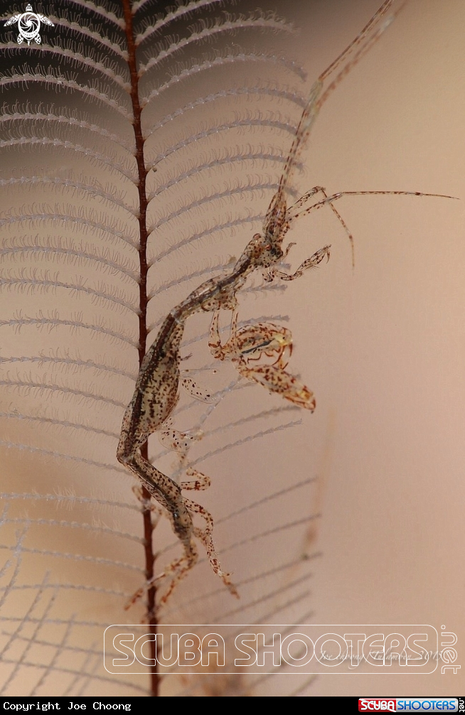 A Skeleton shrimp