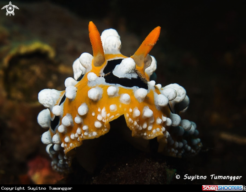 A Nudibranch