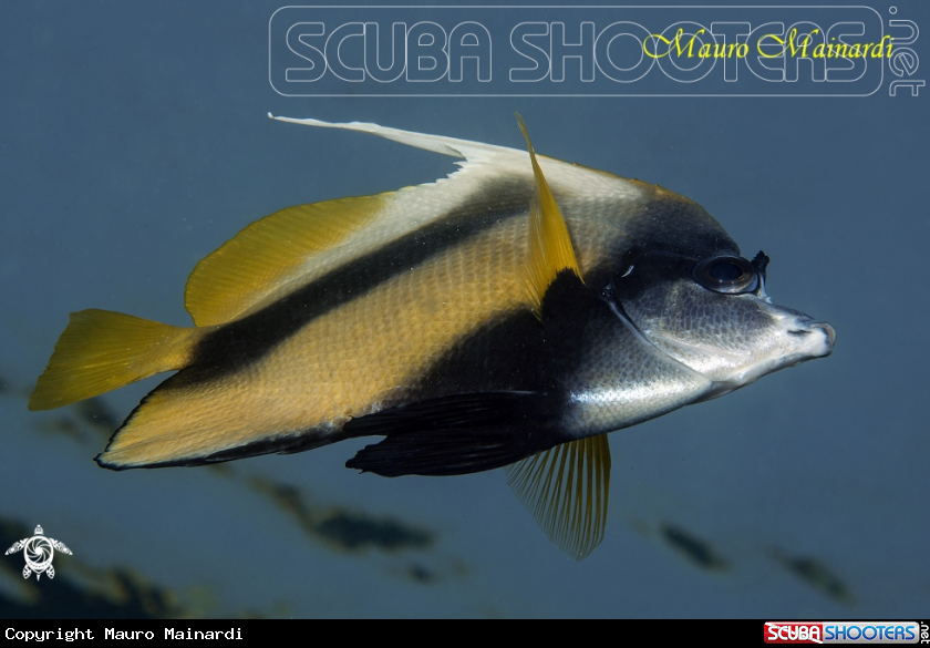 A Angelfish