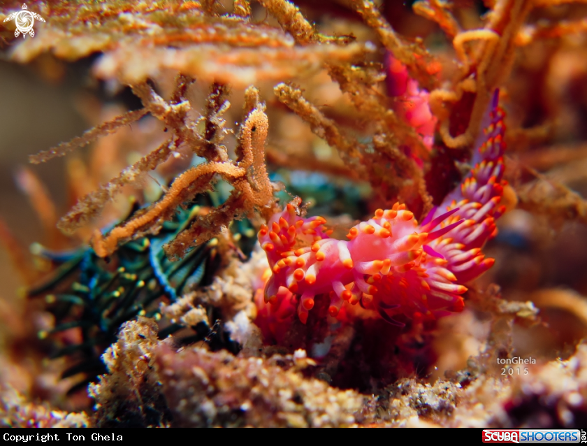 A Nudibranch