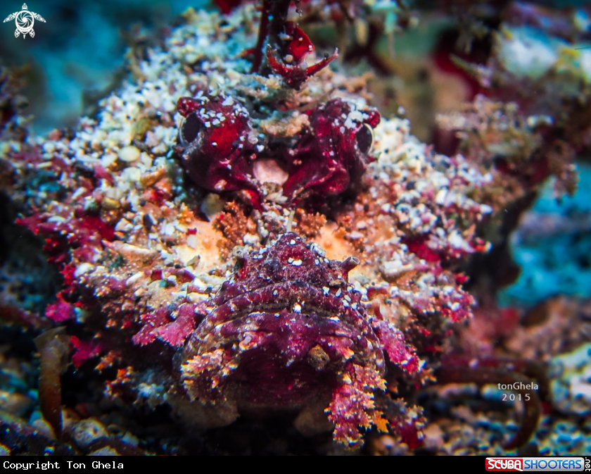 A Scorpion Fish