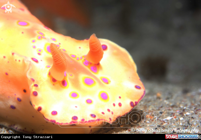 A Short-Tailed Ceratosoma