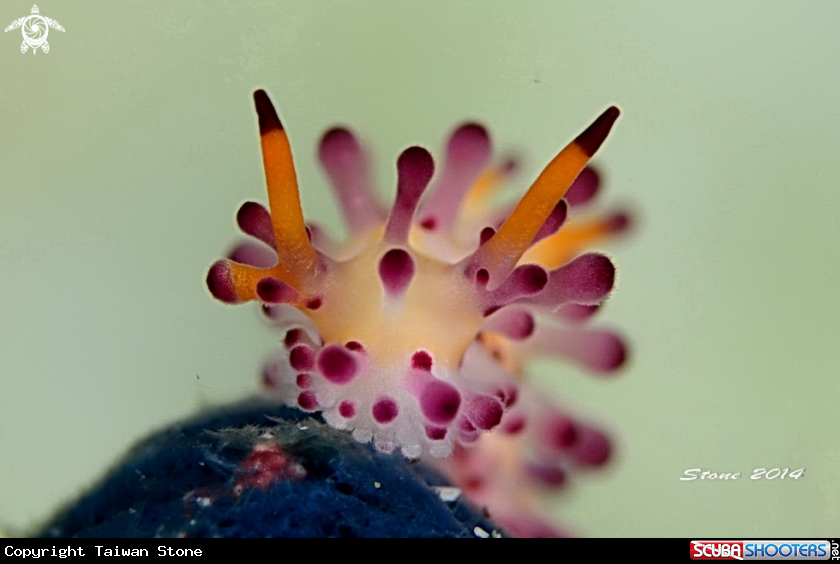 A Nudi