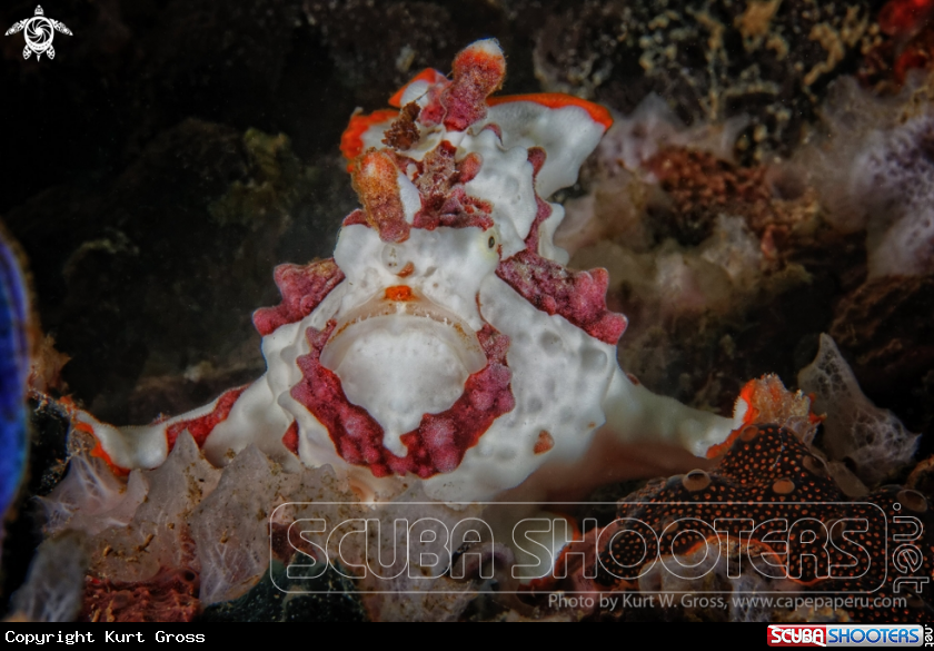 A Frog Fish