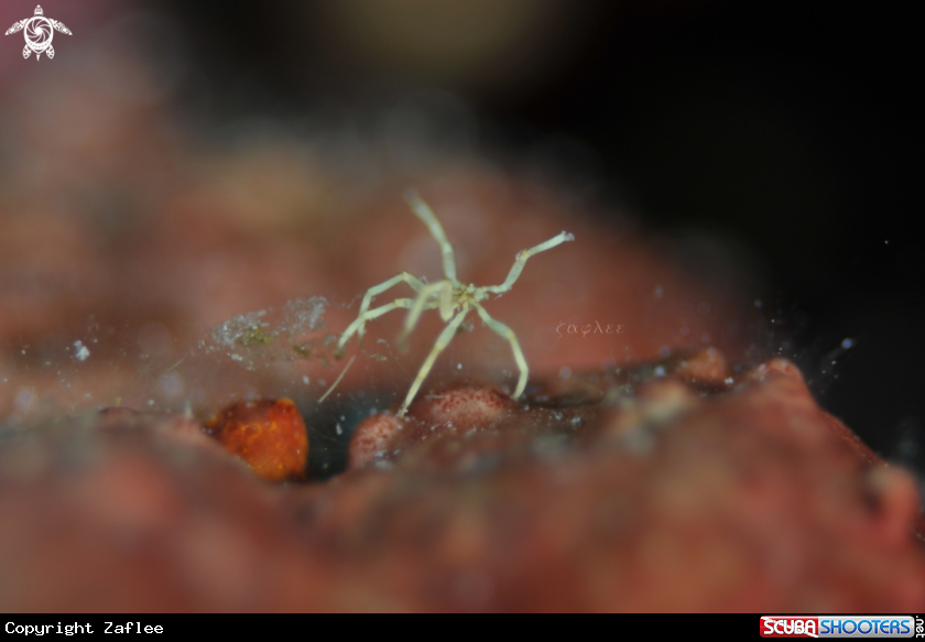 A Sea Spider