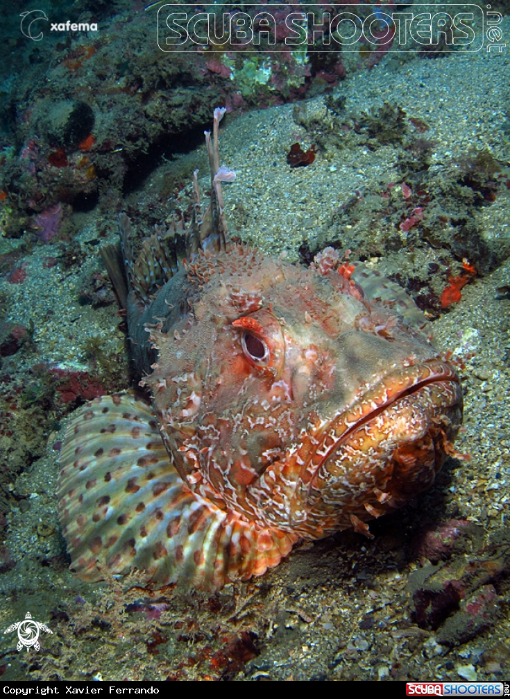 A underwater creature