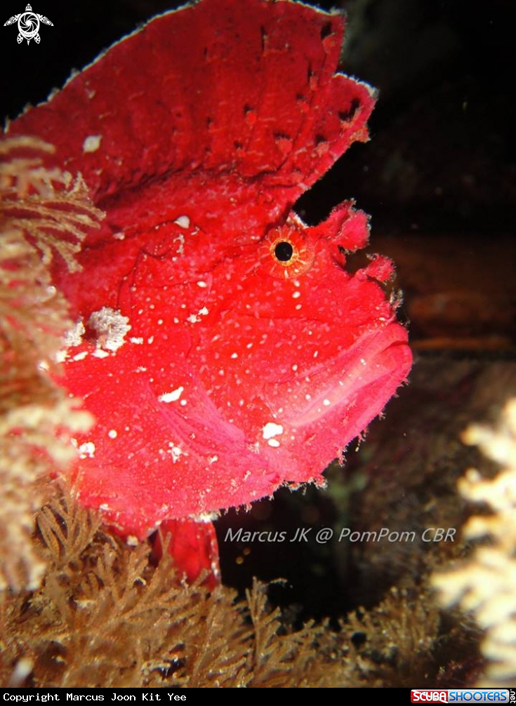 A Leaf Fish