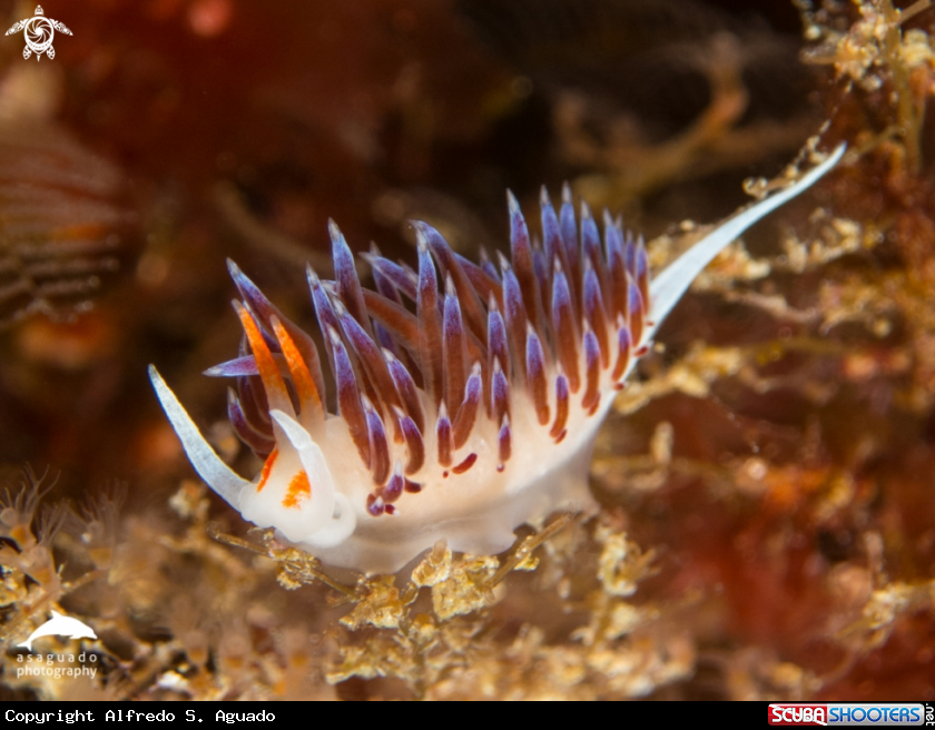 A Nudibranch