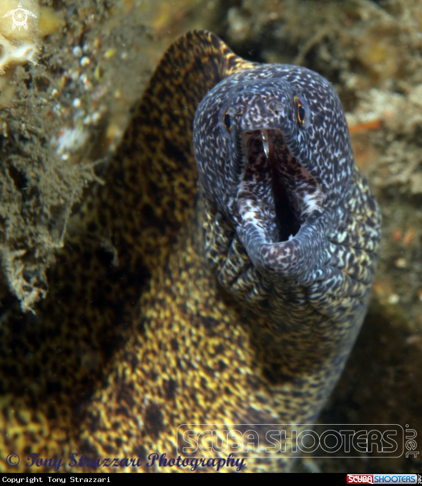 A Abbott's moray