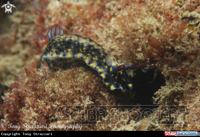 A Hypselodoris obscura