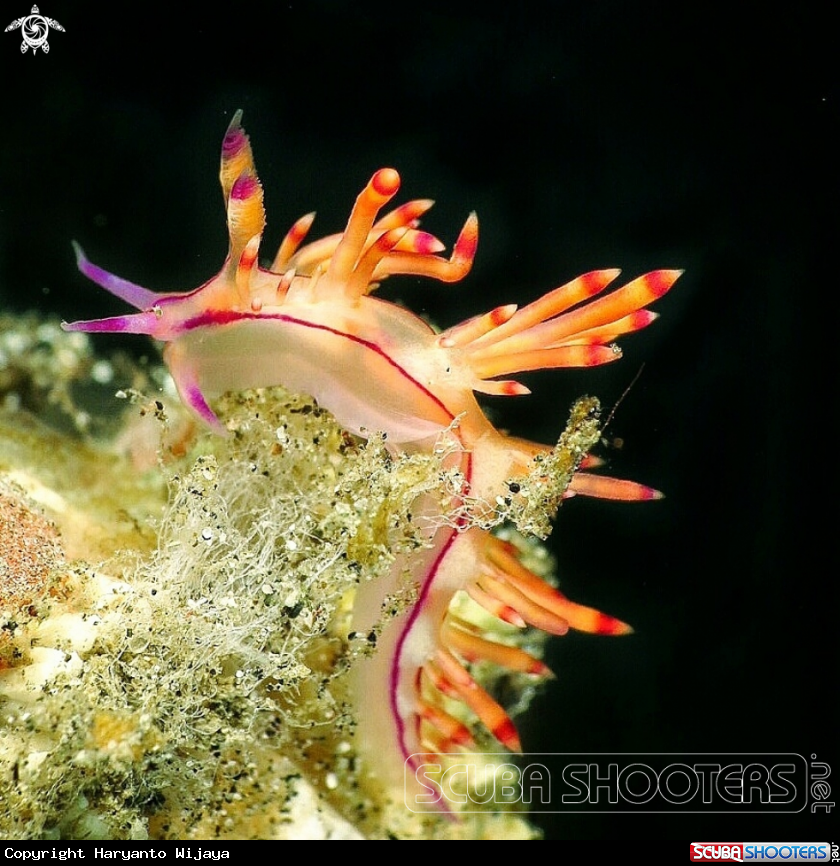 A Flabellina nudibranch