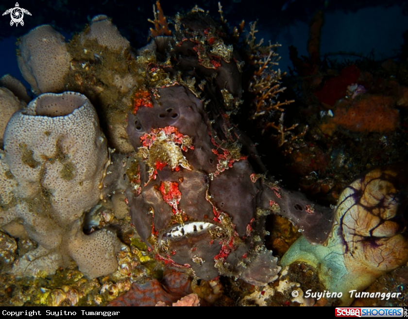 A Frogfish