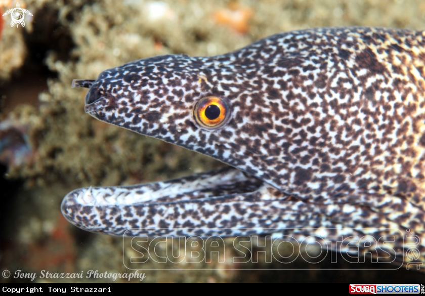 A Abbott's moray