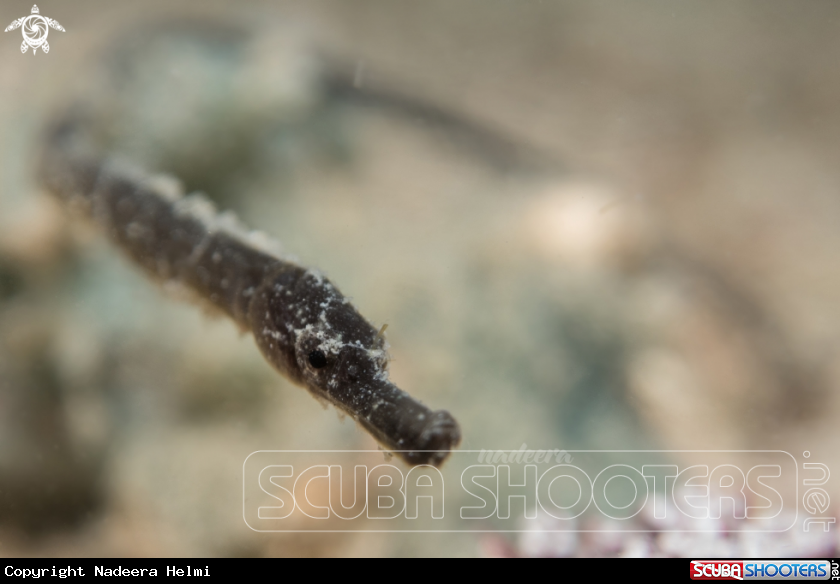 A Pipefish