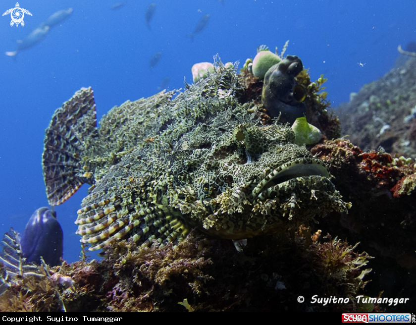 A Scorpionfish