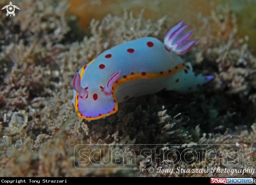 A Bennett's Hypselodoris