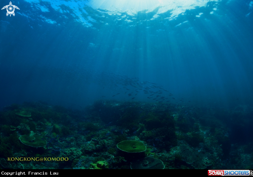 A Coral Reef