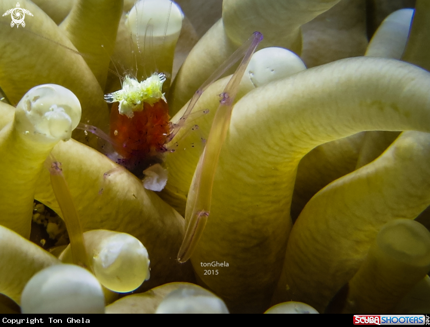 A Mushrom coral shrimp