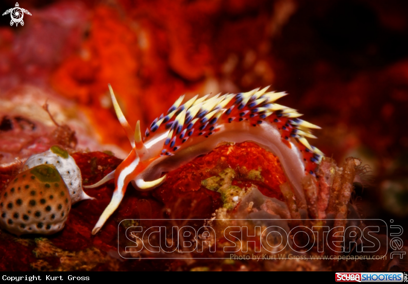 A Nudibranche