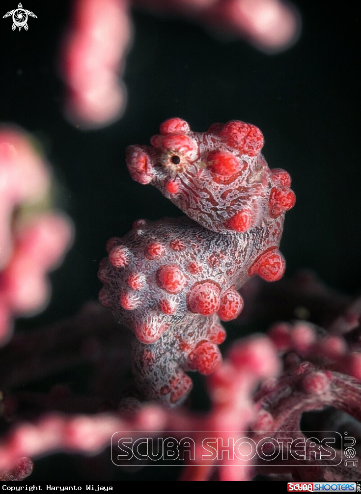 A Pygmy seahorse