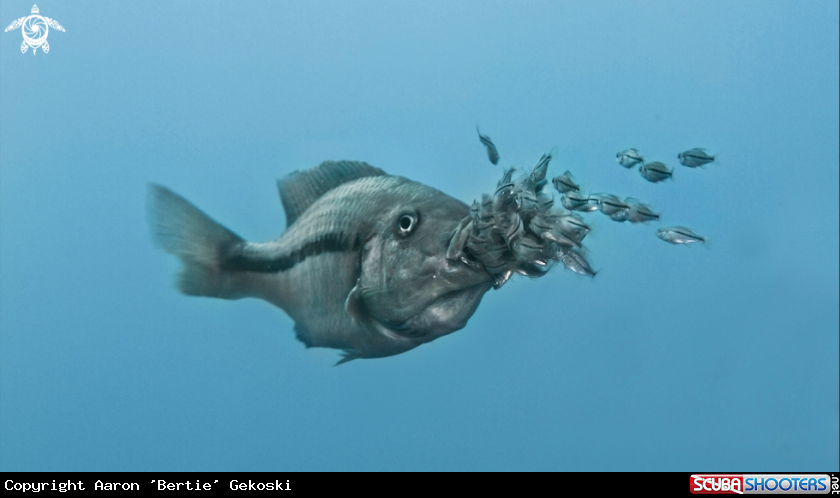A Cichlid