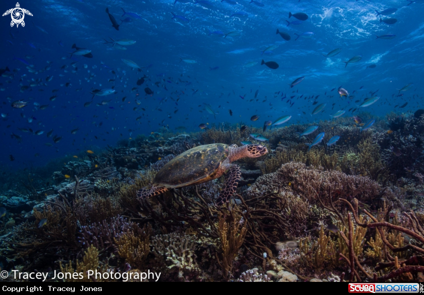 A Hawksbill Turtle