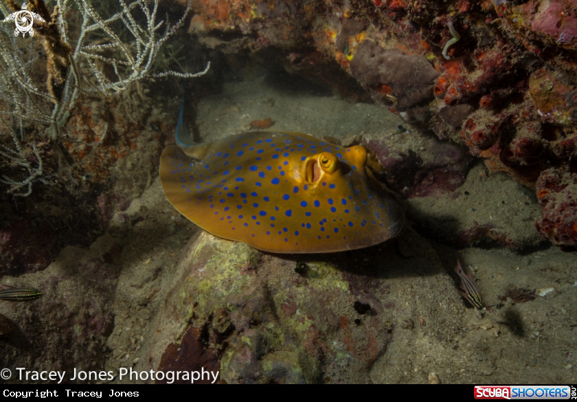 A Blue Spotted Sting Ray