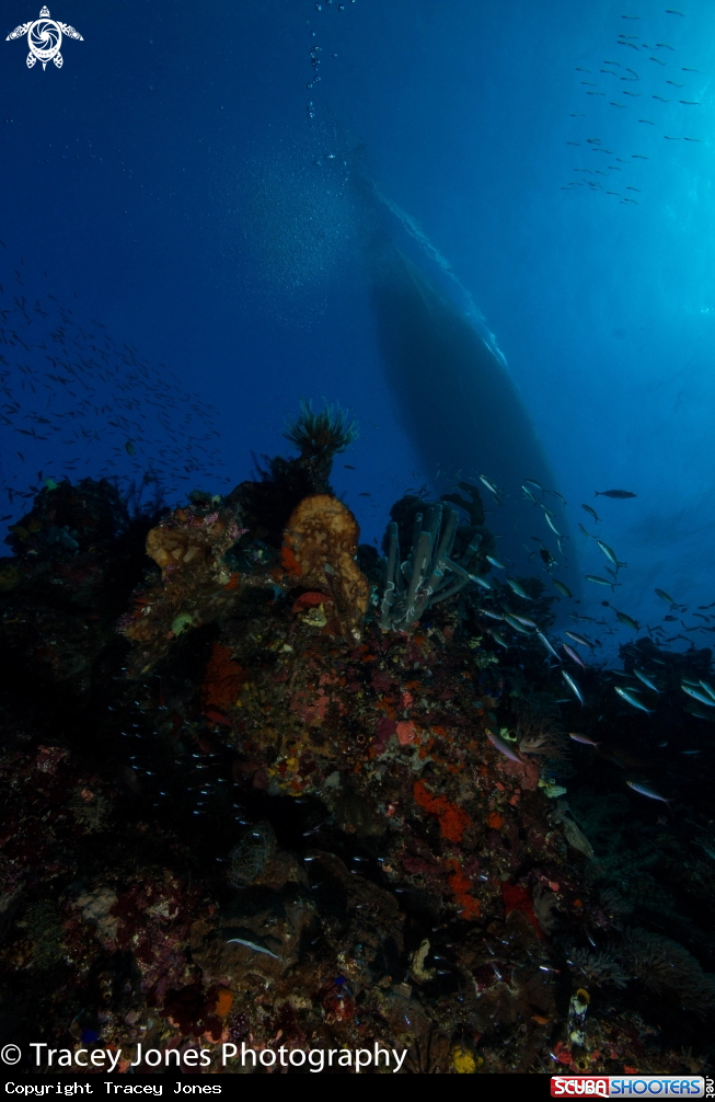 A Coral Reef