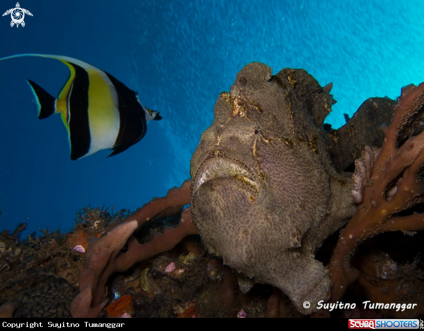 A Frogfish