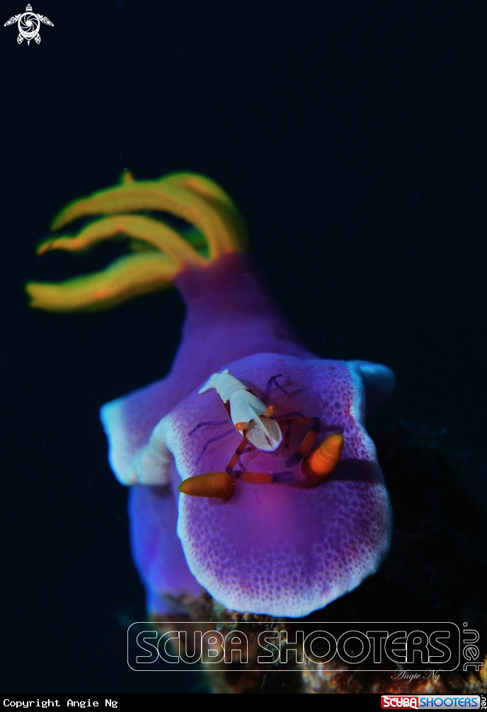 A Nudibranchs and emperor shrimp