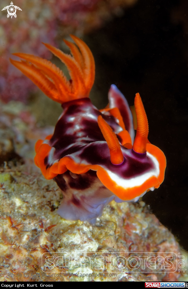 A Nudibranche