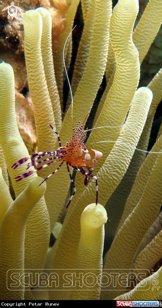 A Cleaner Shrimp