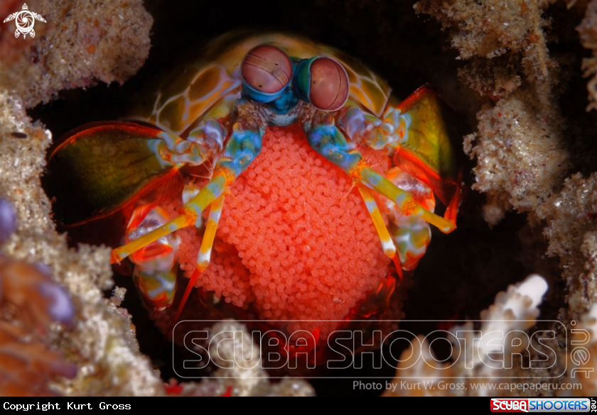 A Mantis shrimp