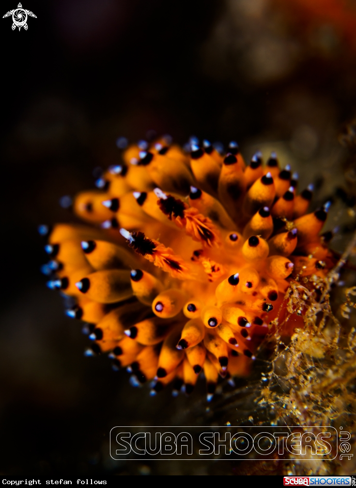 A Nudibranch