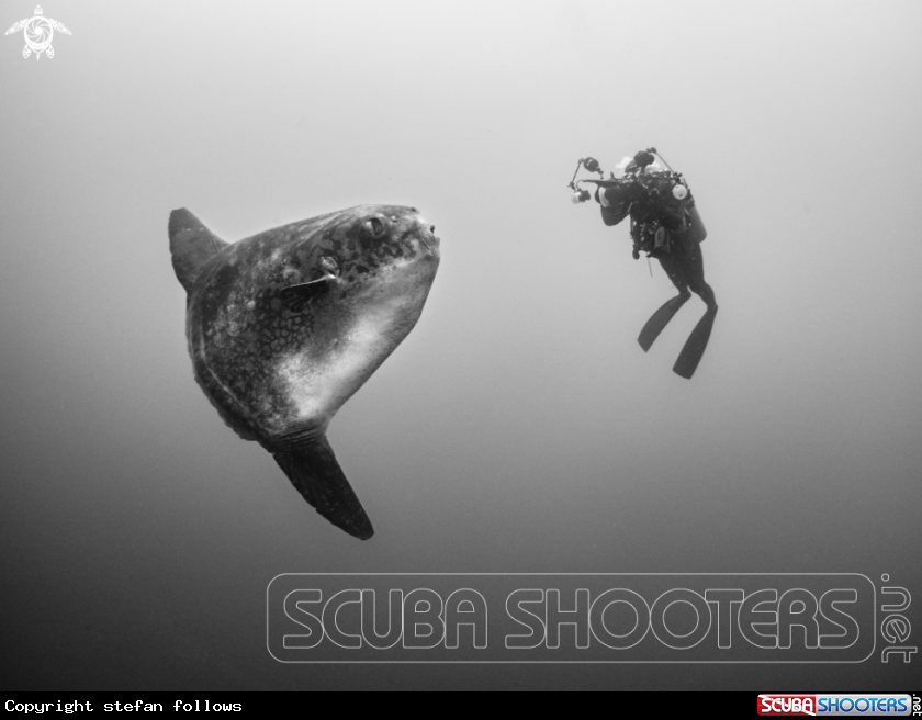 A Southern Ocean Sunfish