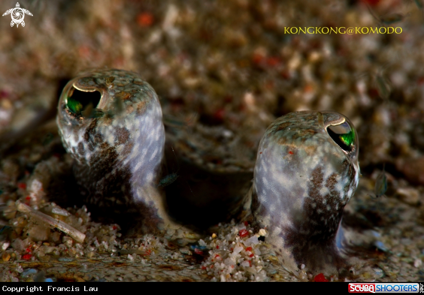 A Flounder