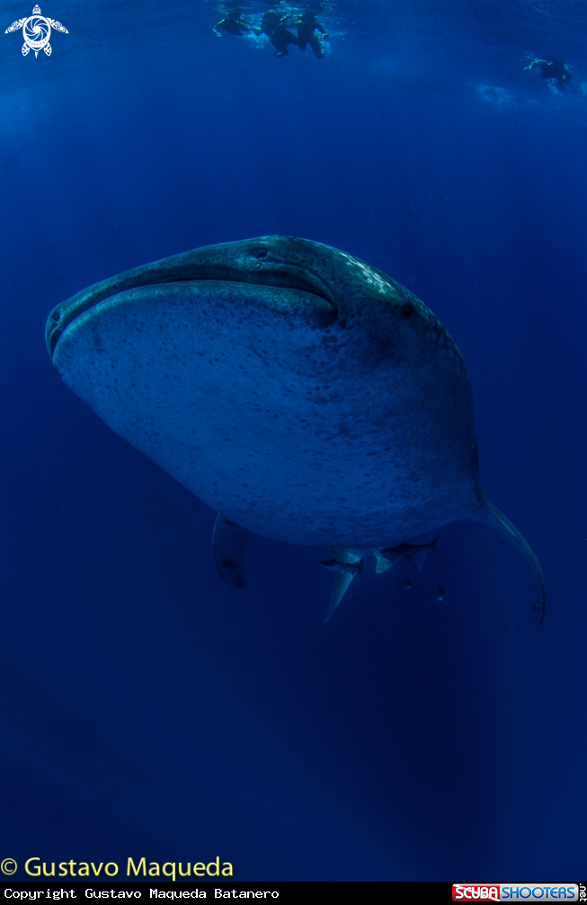 A Tiburón Ballena