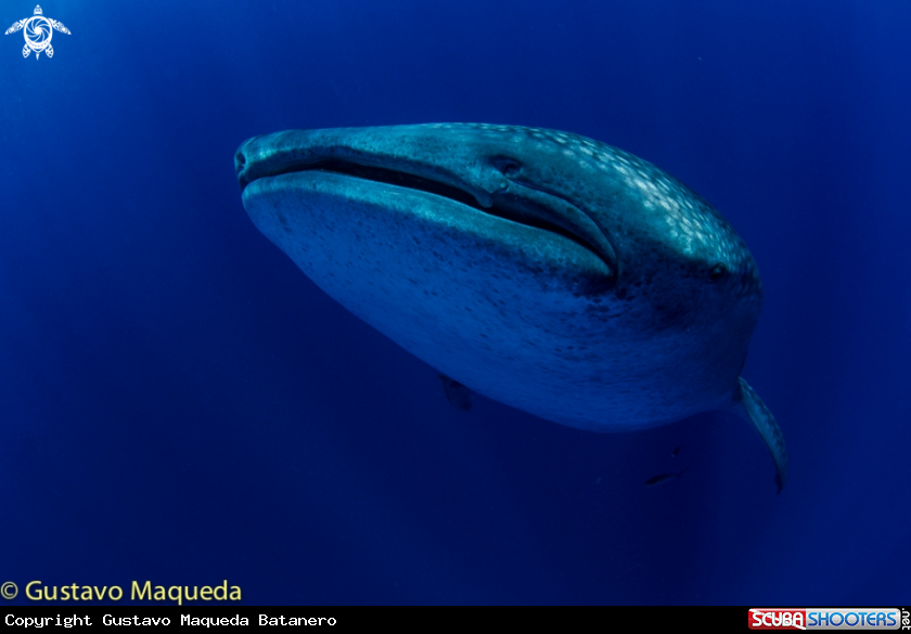 A Tiburón Ballena