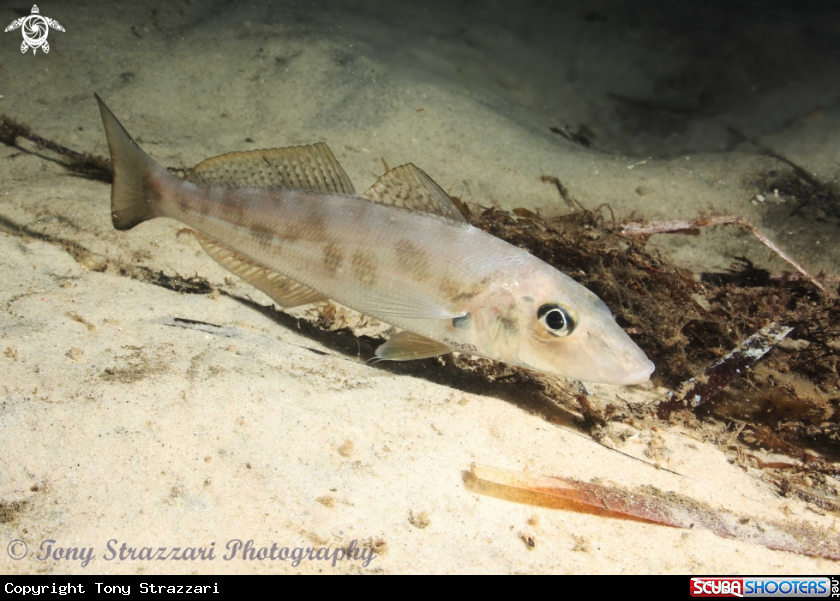 A Trumpter Whiting