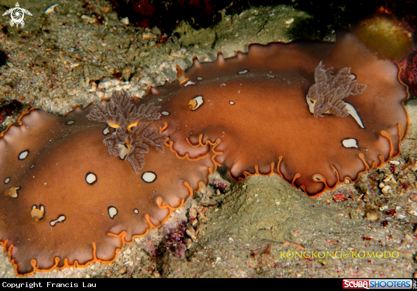 A Nudibranch