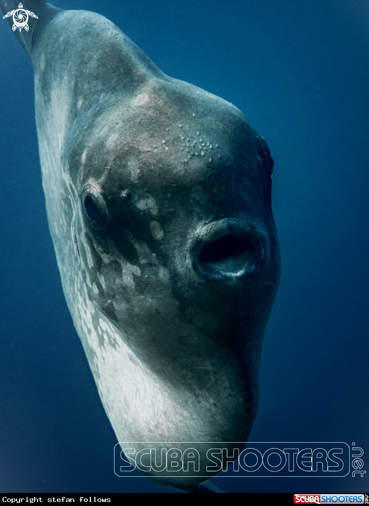 A Southern Ocean Sunfish