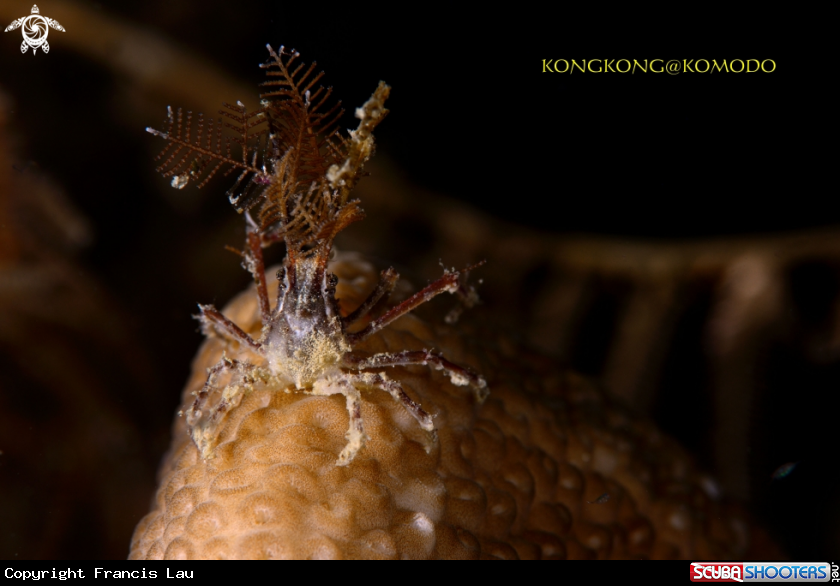 A Decorator Crab