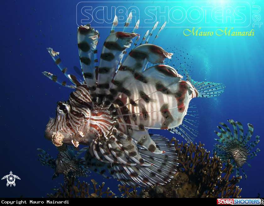 A Lionfish