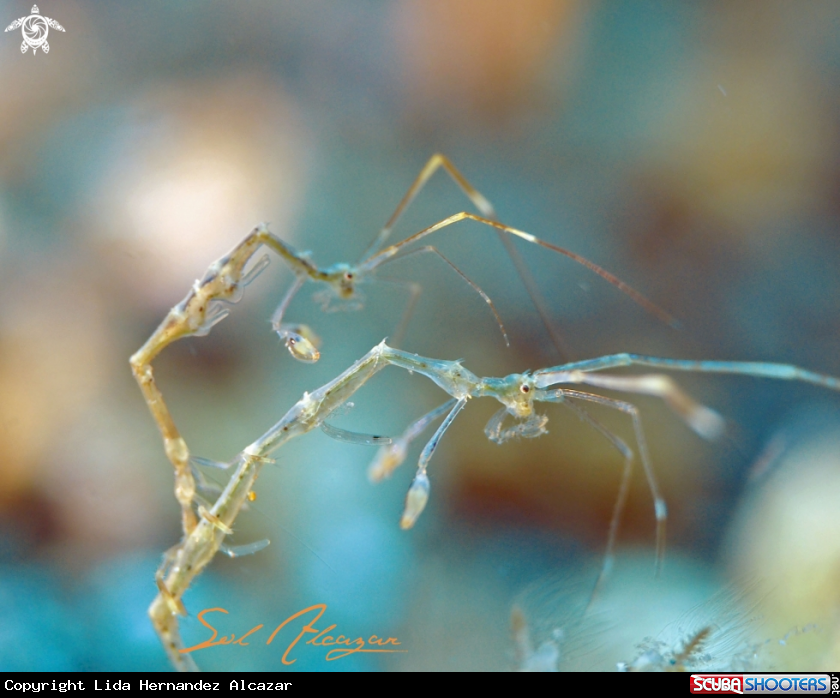 A Skeleton Shrimp