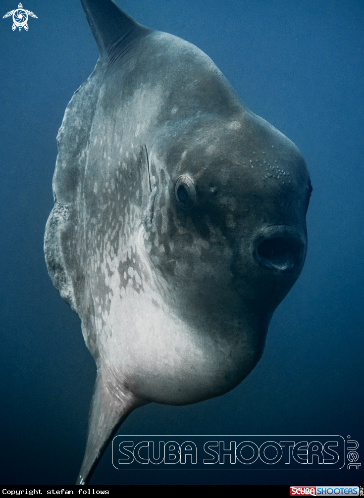 A Southern Ocean Sunfish