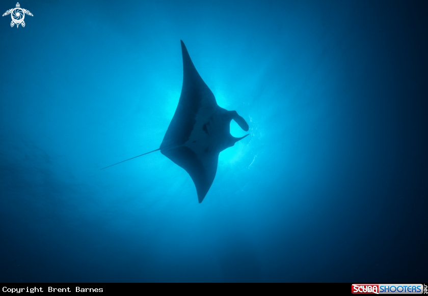 A Manta Ray