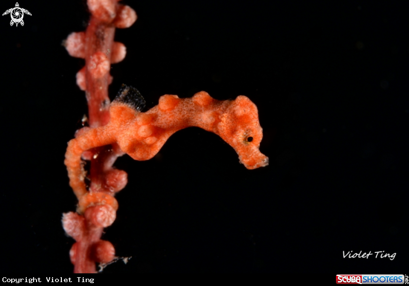 A Denise's pygmy seahorse