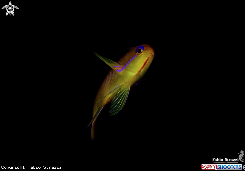 A Anthias